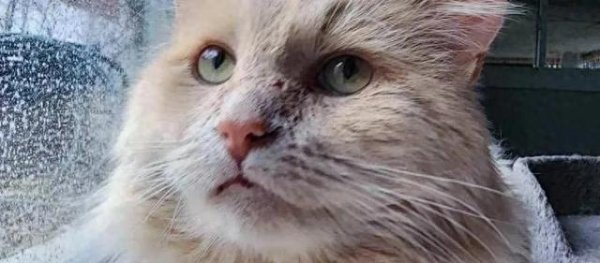 永旺配资 流浪猫一年寻觅，伤痕累累终被收养，反转的结局治愈所有人